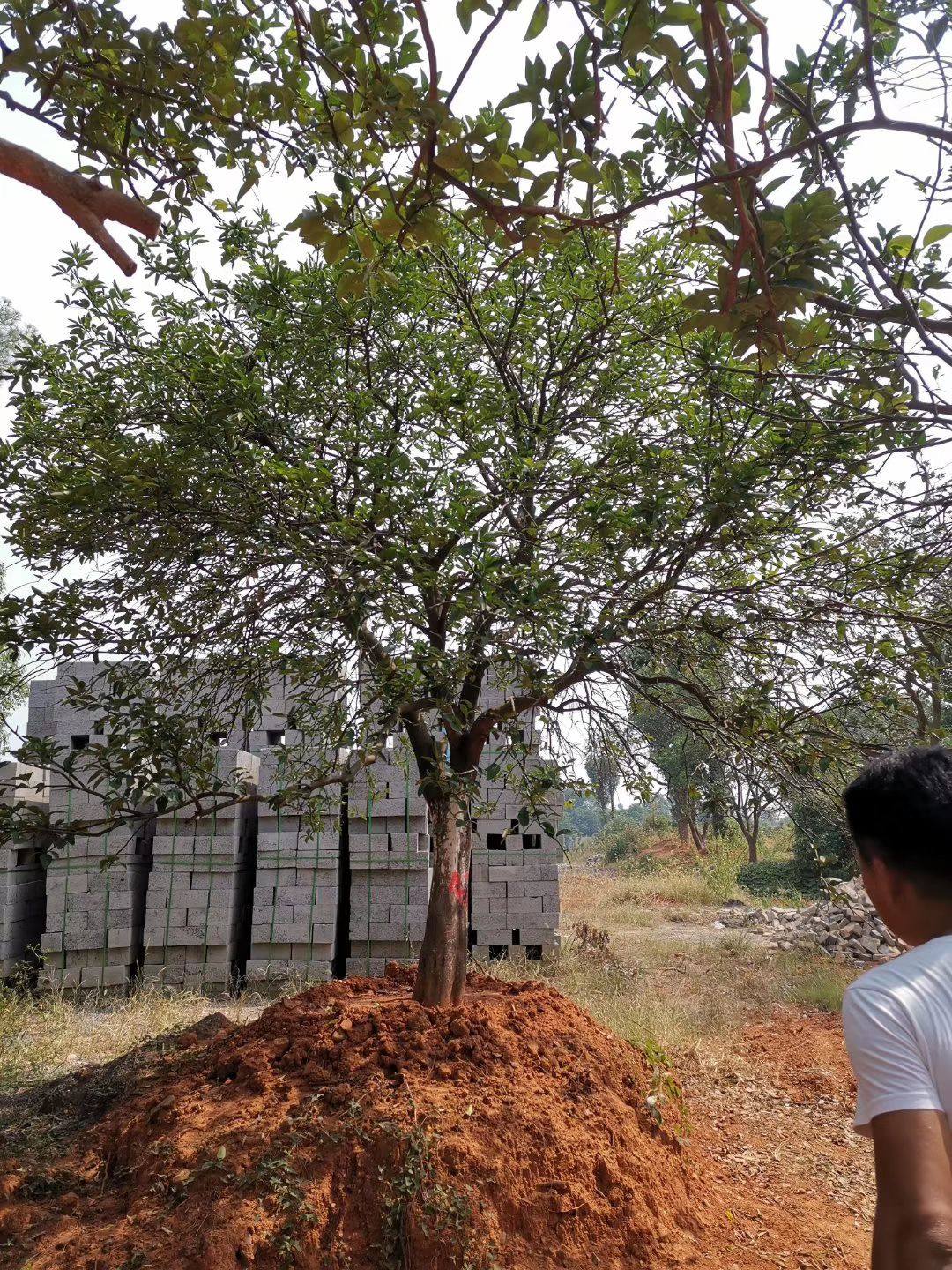 [香橼树批发]香橼树 丛生香橼 丛生香泡香柚椪柑橘子树椪柑树价格3800