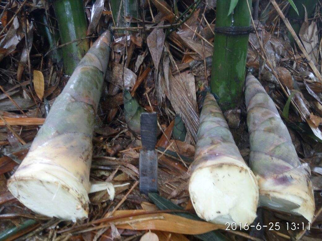 麻竹笋大头笋夏笋甜笋新鲜上市