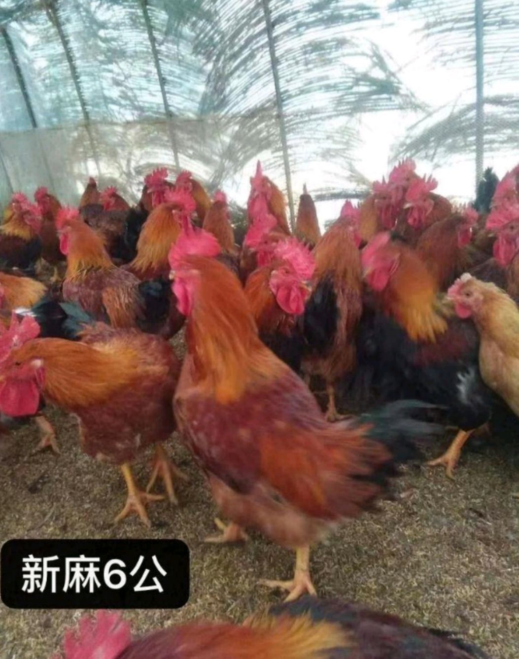 新麻六鸡苗快大型最大十斤左右70天五斤左右