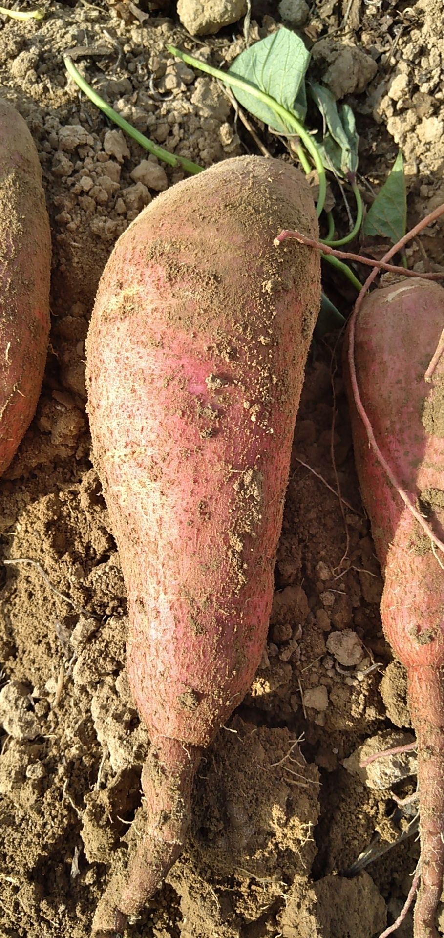 [红薯批发]红薯 大量出售地瓜 西瓜红 济薯26 及地瓜