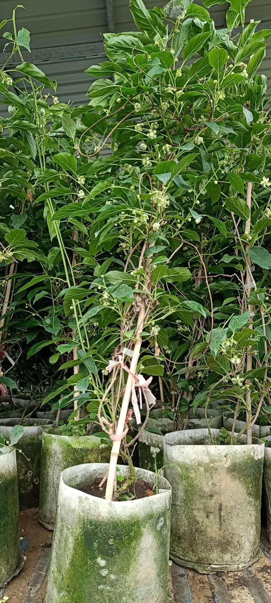 软枣猕猴桃苗 地栽苗盆栽苗当年挂果苗红心猕猴桃桃南北方都能种