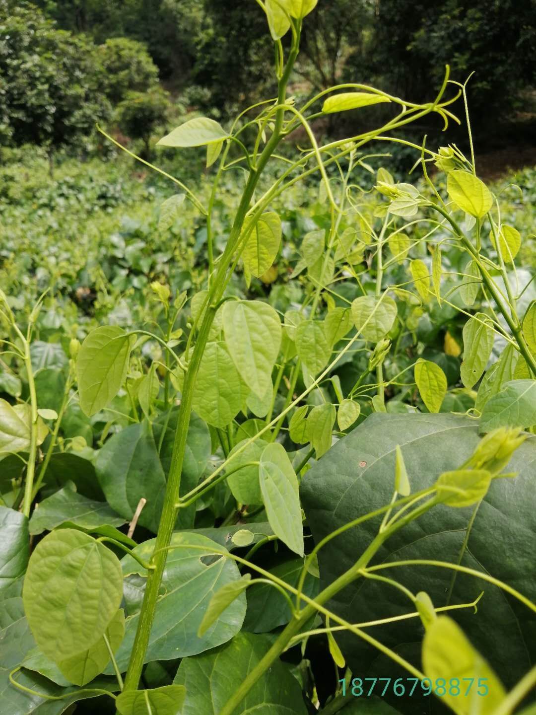 树仔菜 自家山上的赤苍藤龙须菜,姑娘菜清热,有利尿排毒等