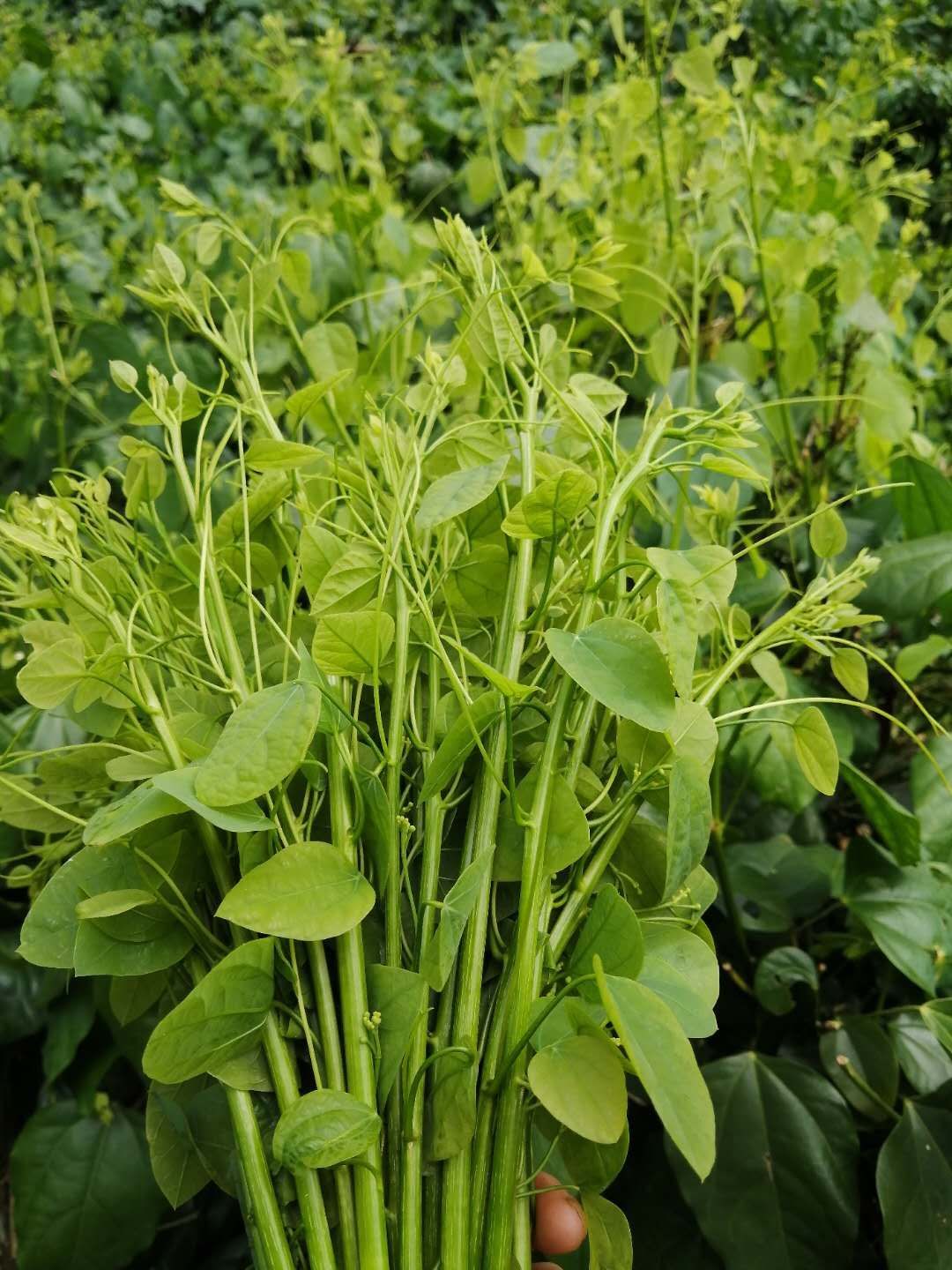 树仔菜 自家山上的赤苍藤龙须菜,姑娘菜清热,有利尿排毒等