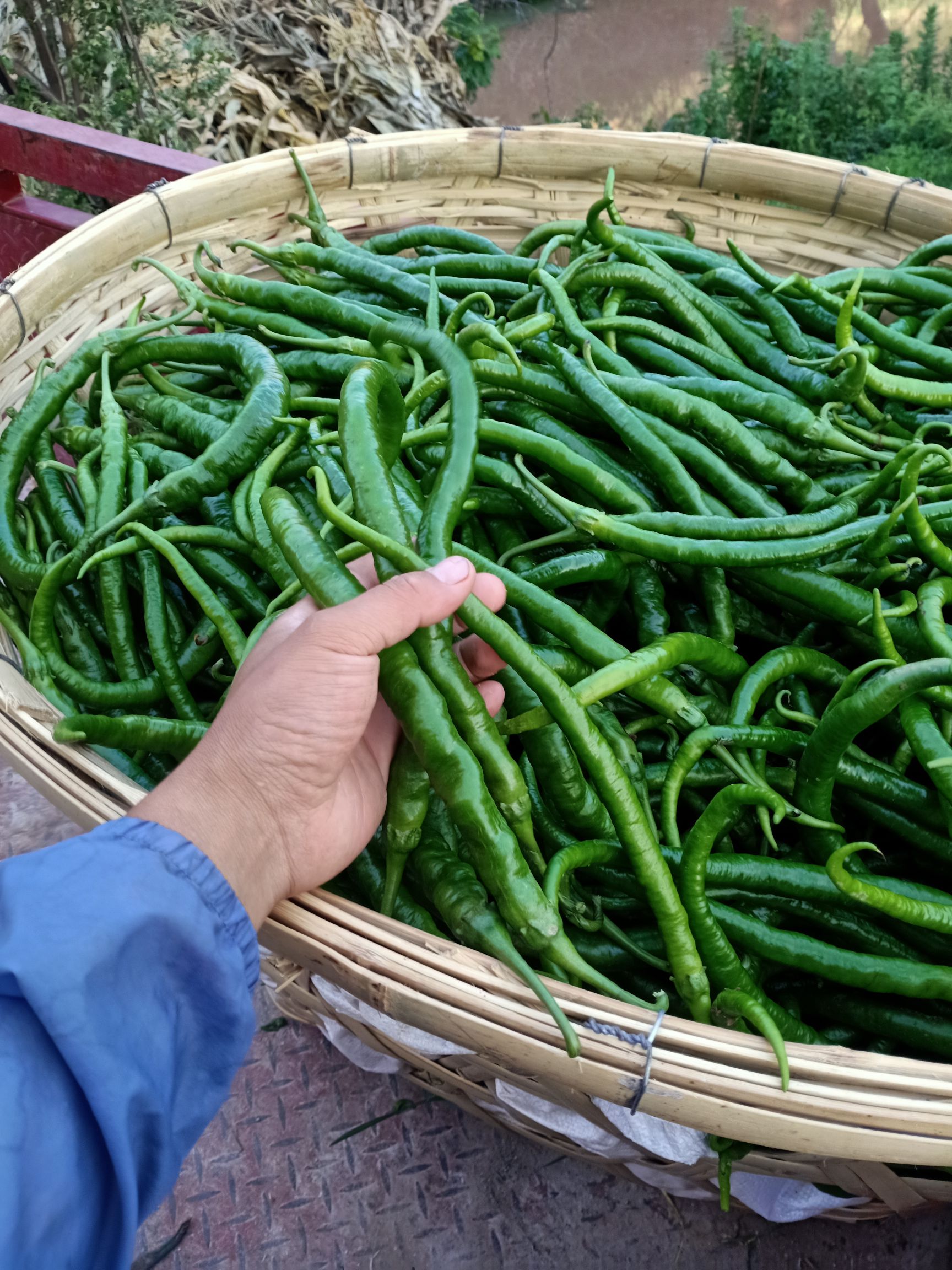 陕西大荔线椒：王红茹_辣椒价格行情_蔬菜商情网