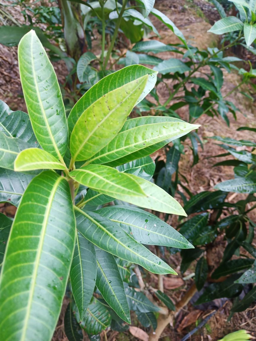 老师请问我家芒果叶子越长越小还生秀是生什么了