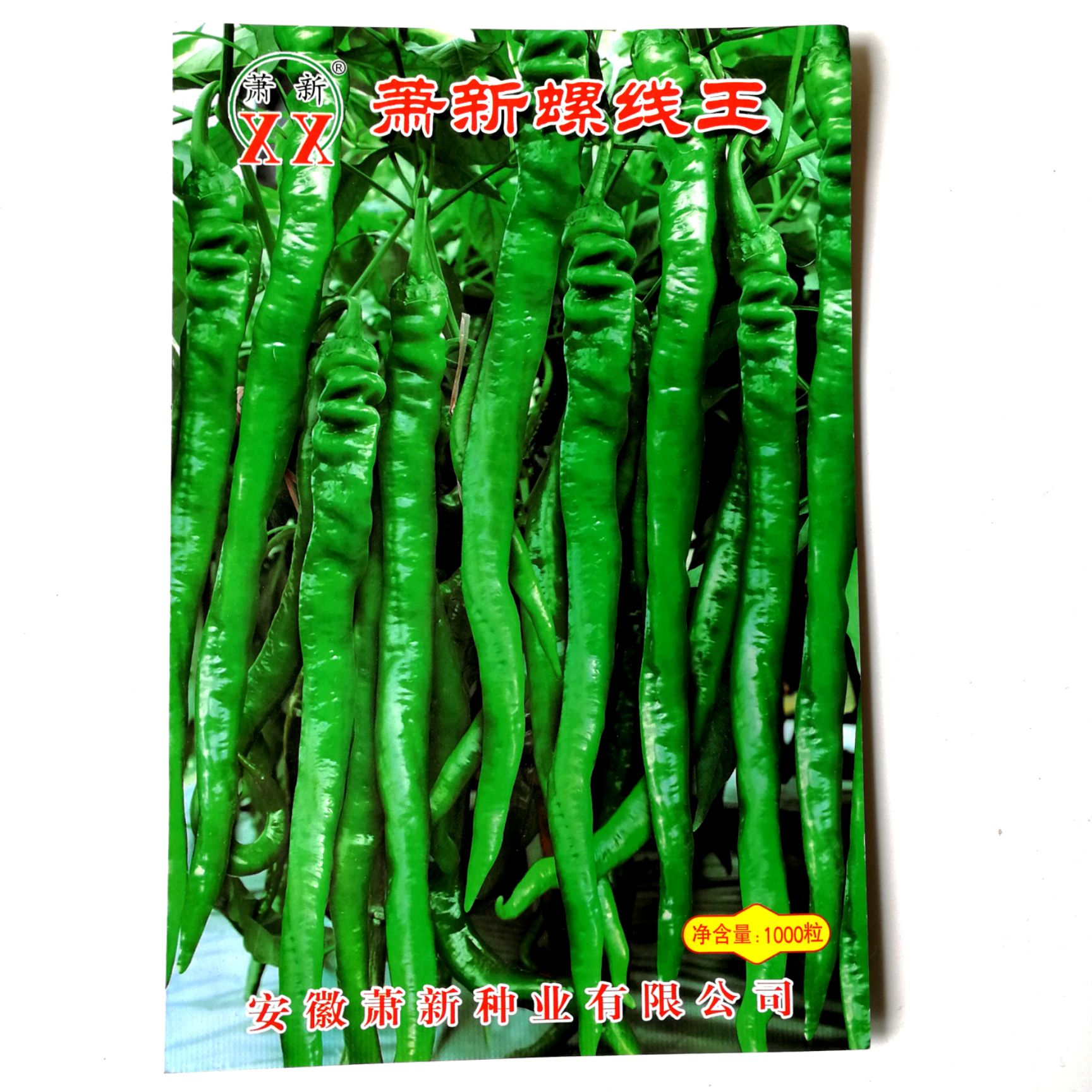 萧新螺线王辣椒种子 早熟果实亮绿辣味浓香皮薄质脆抗病性强前后期