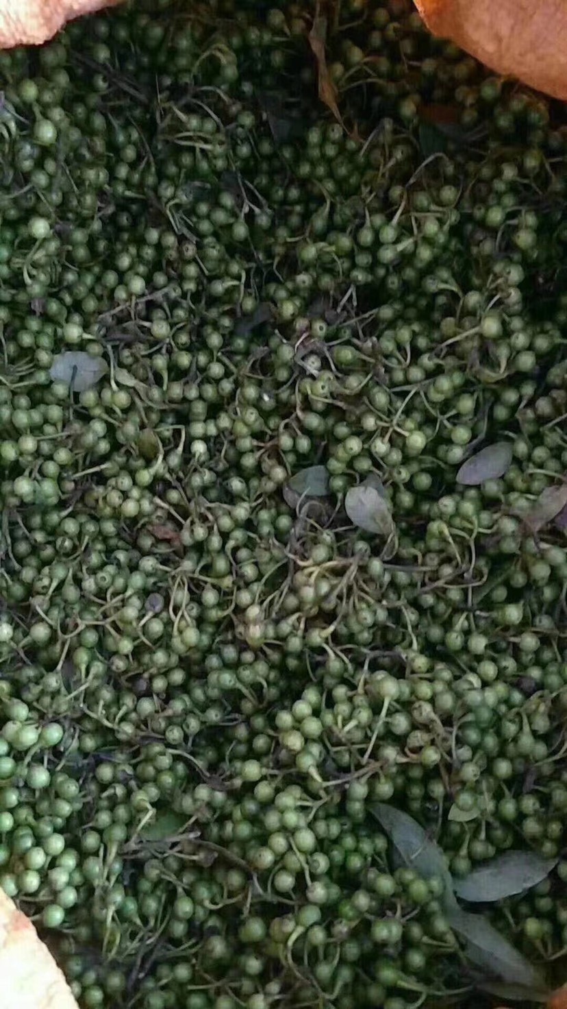 山胡椒,木姜子,山苍子新货已上市,欢迎大量订购.