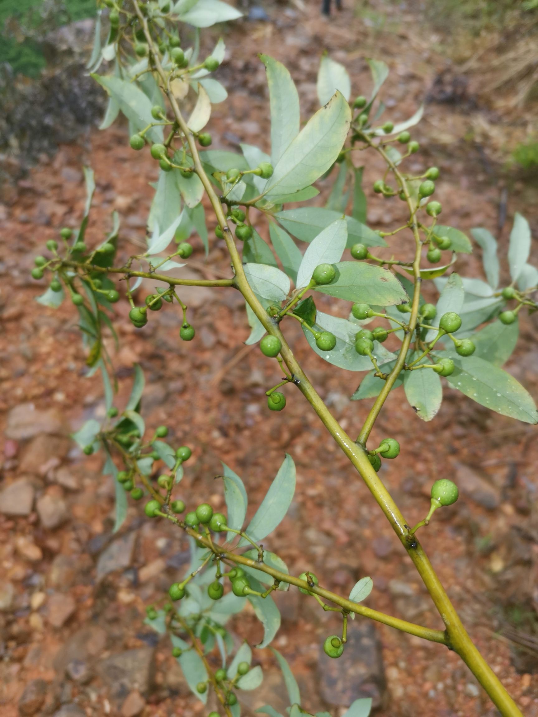 高山山胡椒(木姜子)