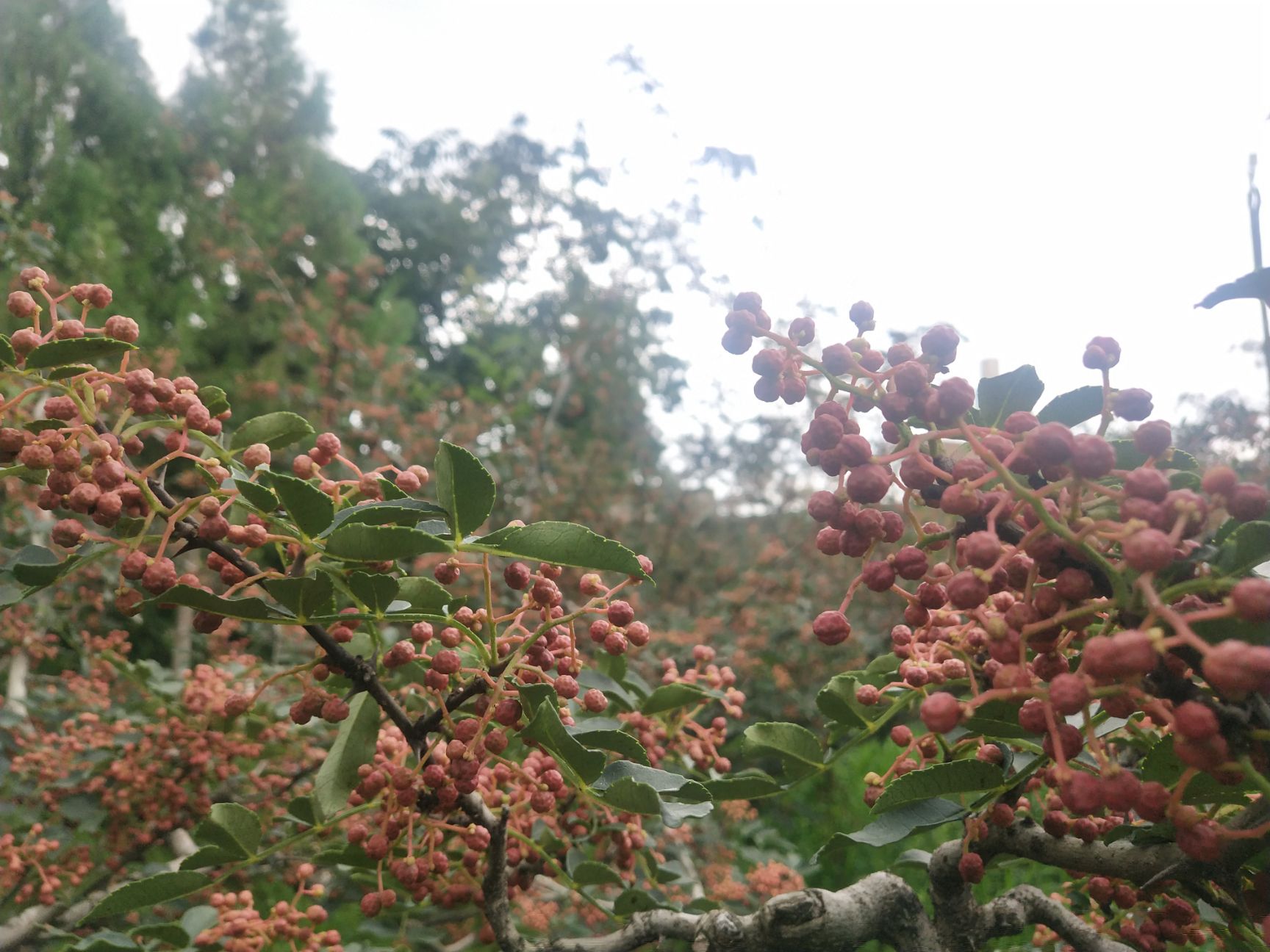 陕西富平优质鲜花椒