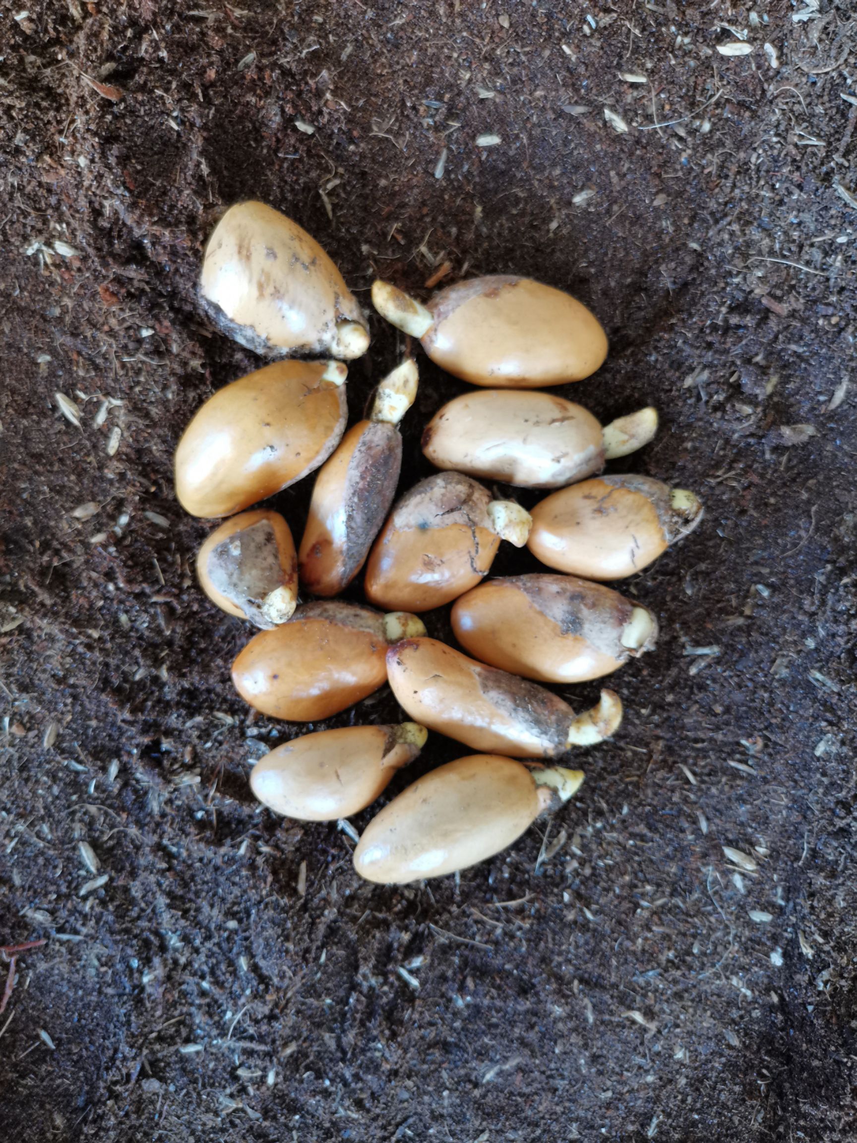 金枕榴莲苗榴莲种子可以代催芽保证发芽率品质