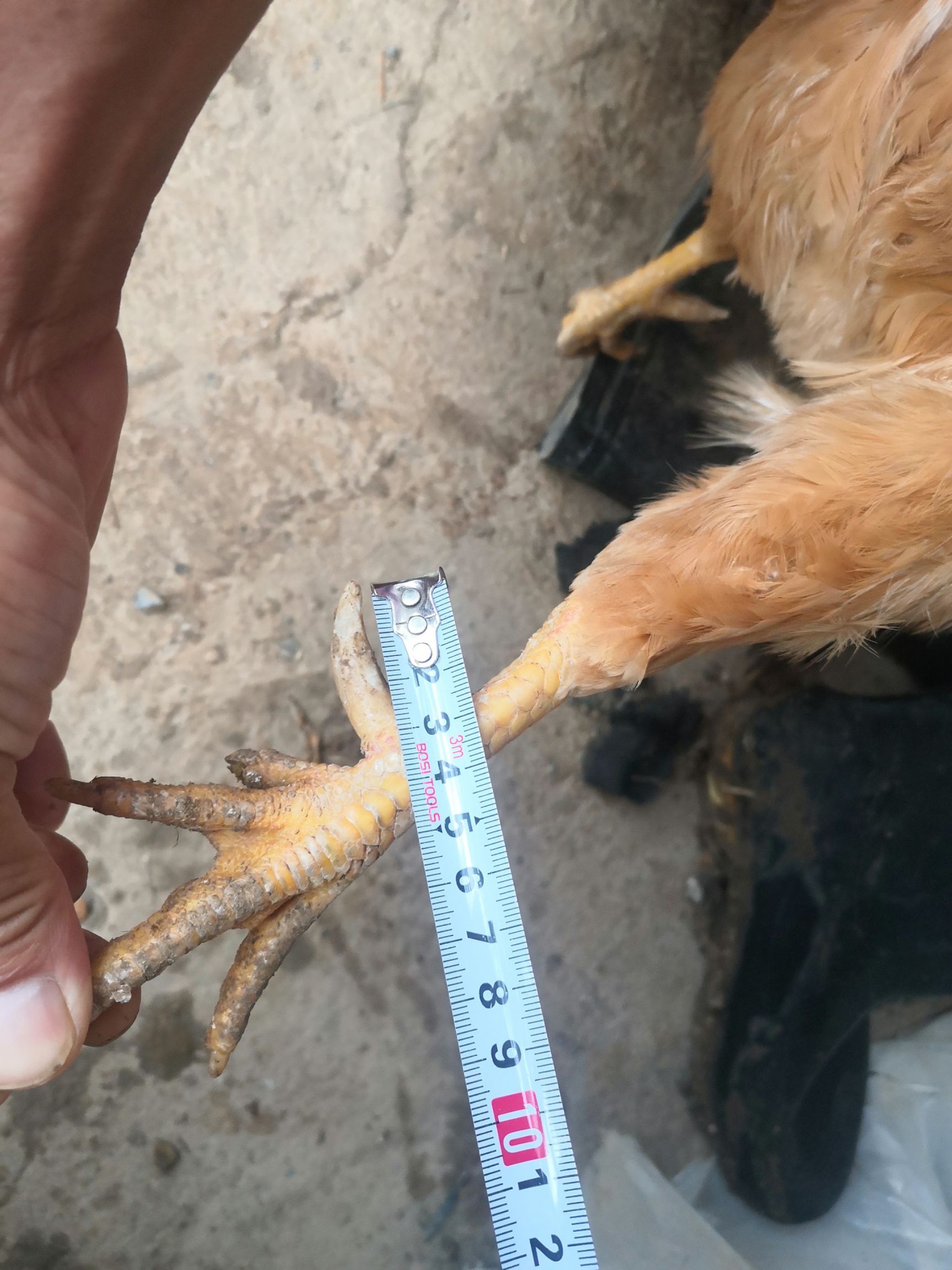 两年红公鸡蹬爪3公分