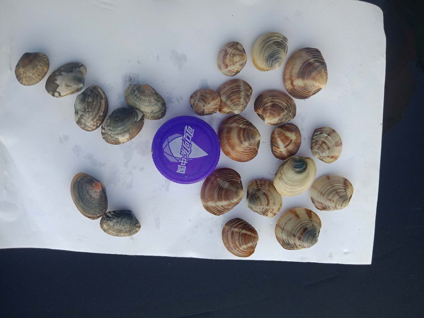 沙蛤美贝一手苗美国红贝100粒200粒斤