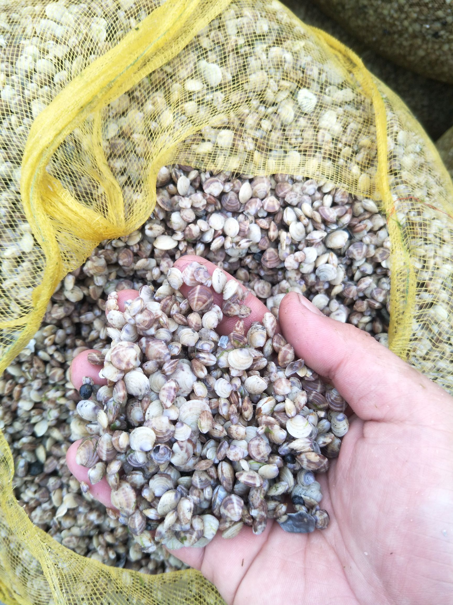 沙蛤美贝一手苗美国红贝100粒200粒斤