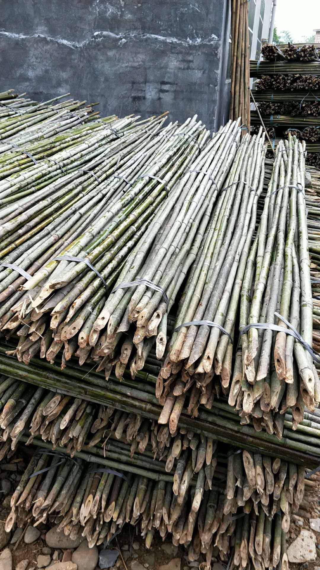 [青皮竹批发 竹子,厘竹,青竹价格0.68元/棵 惠农网