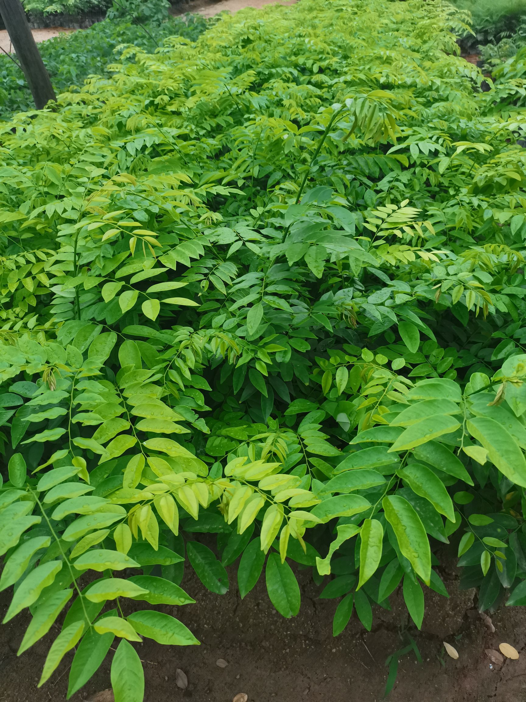 海南黄花梨树苗 黄花梨小袋苗