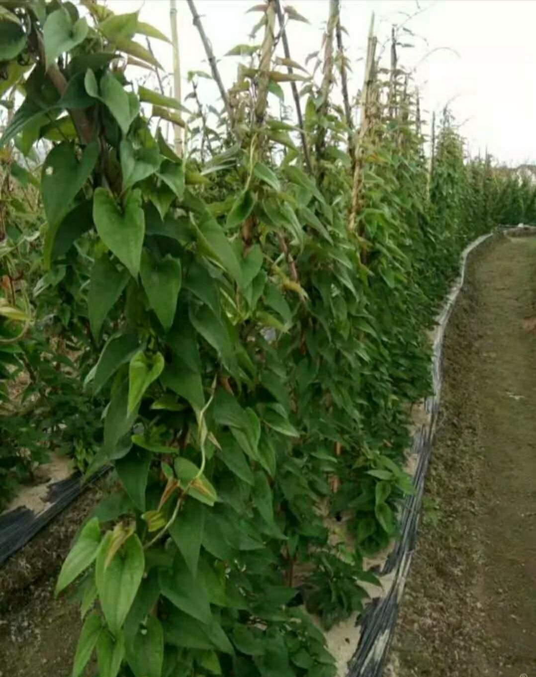江西农家紫山药,脚板薯 蔬菜淮山山药5斤装 包邮