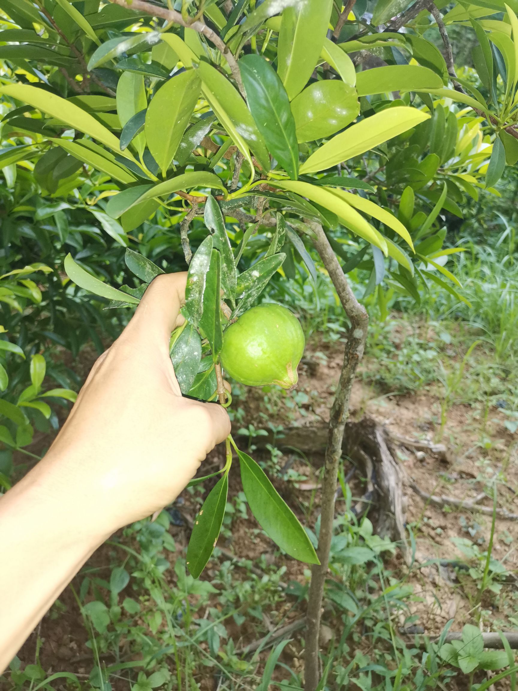 岭南山竹