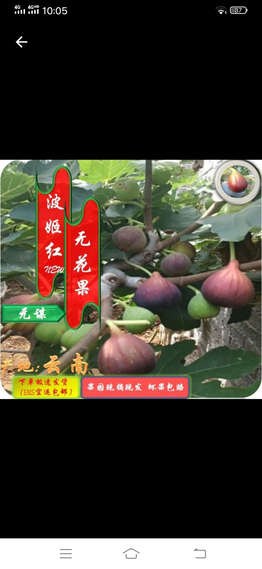 元谋县良俊果蔬产销专业合作社玛斯仪陶芬无花果种植销售