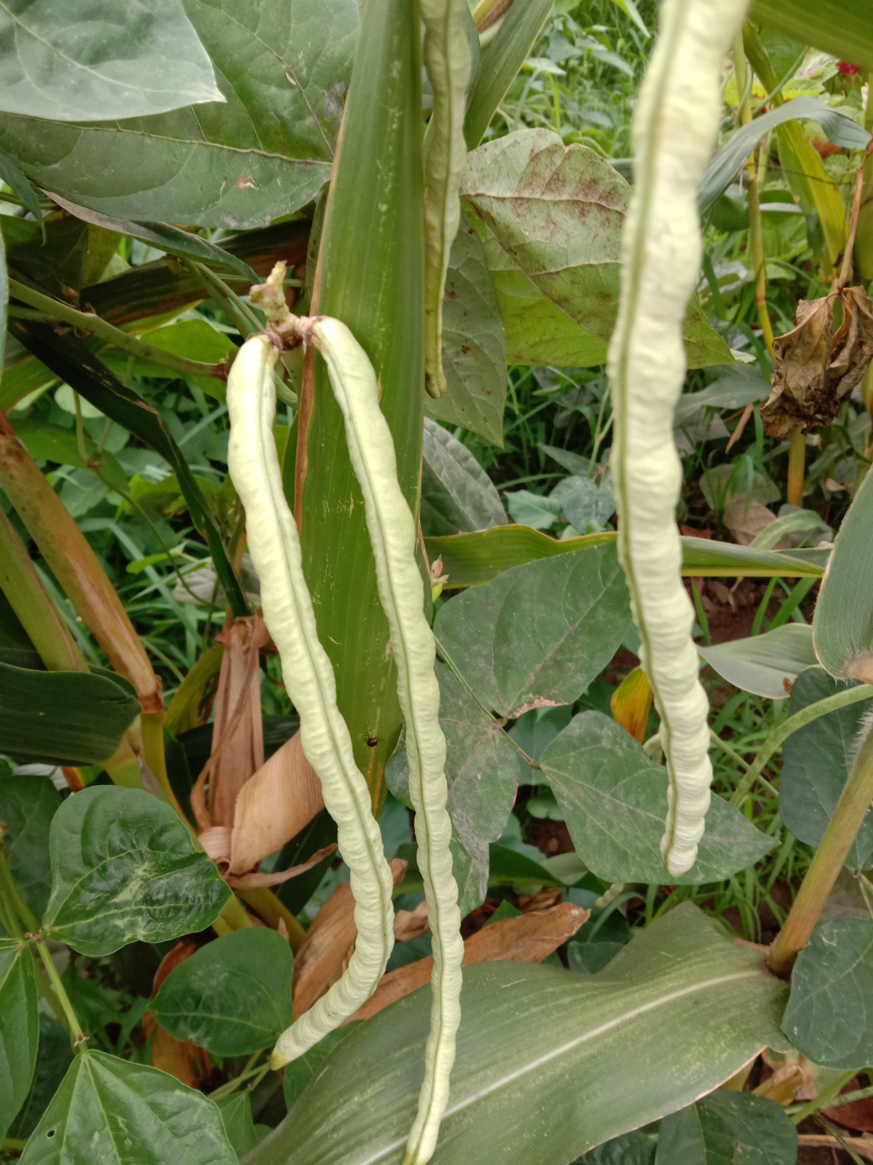 短豇豆白露豇古老品种非杂交自留种可年年留种二月播种