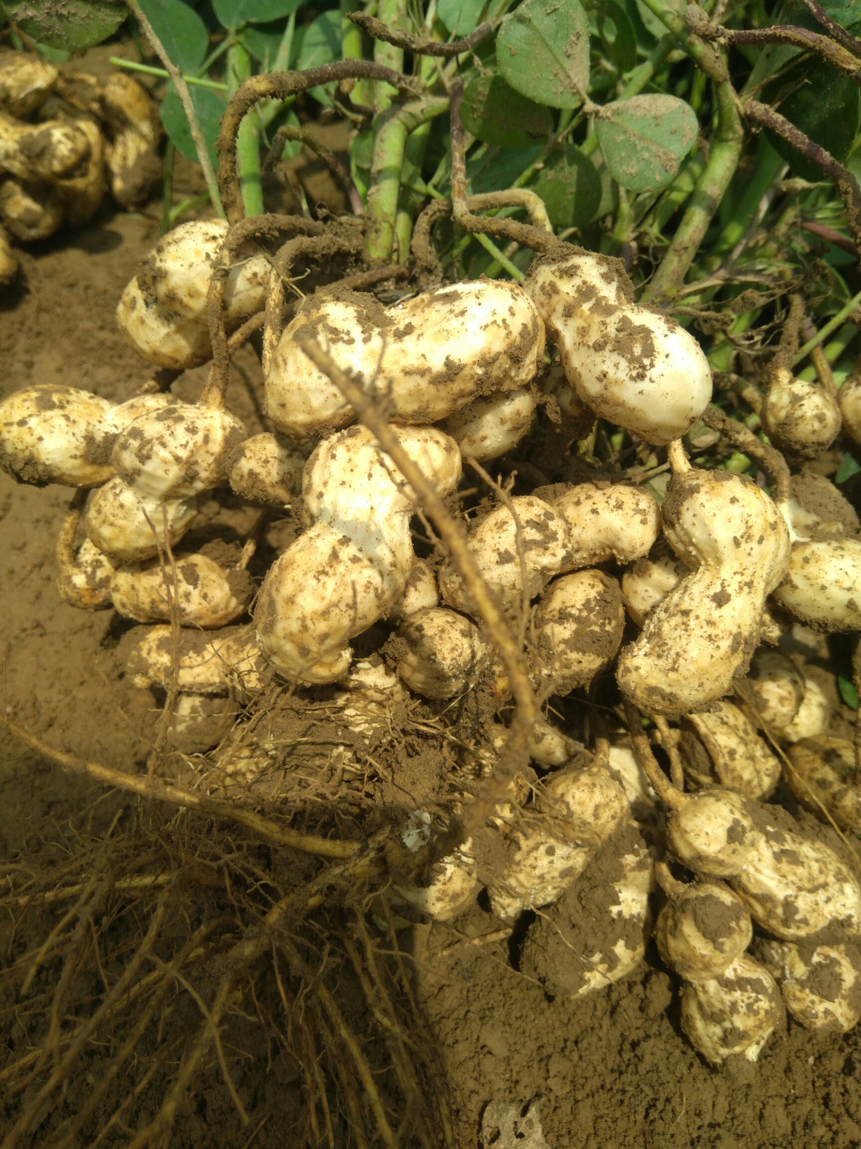 花育25花生种子 优质高产,抗病抗倒,纯度高,价格低,花育22,花育50,都