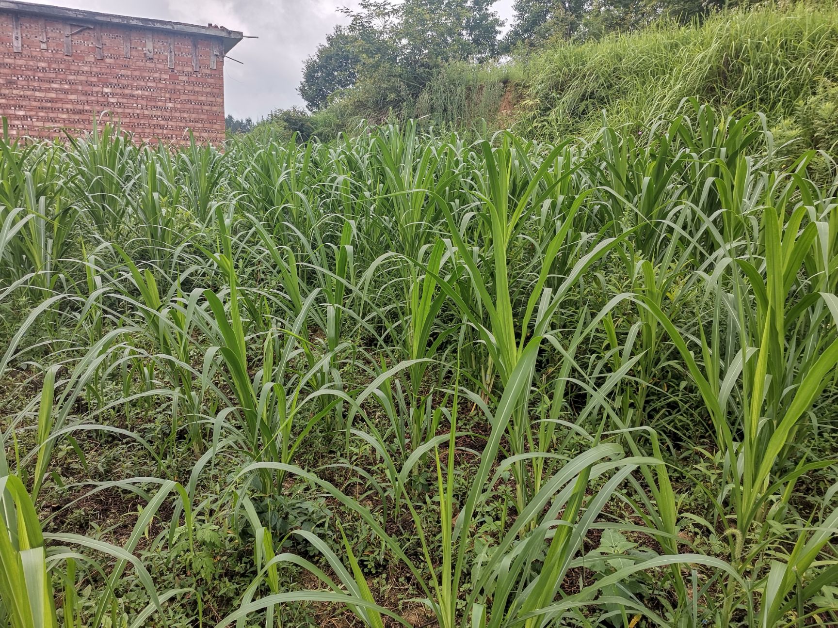 皇竹草种子 黄竹草种节苗,全国支持24小时发货