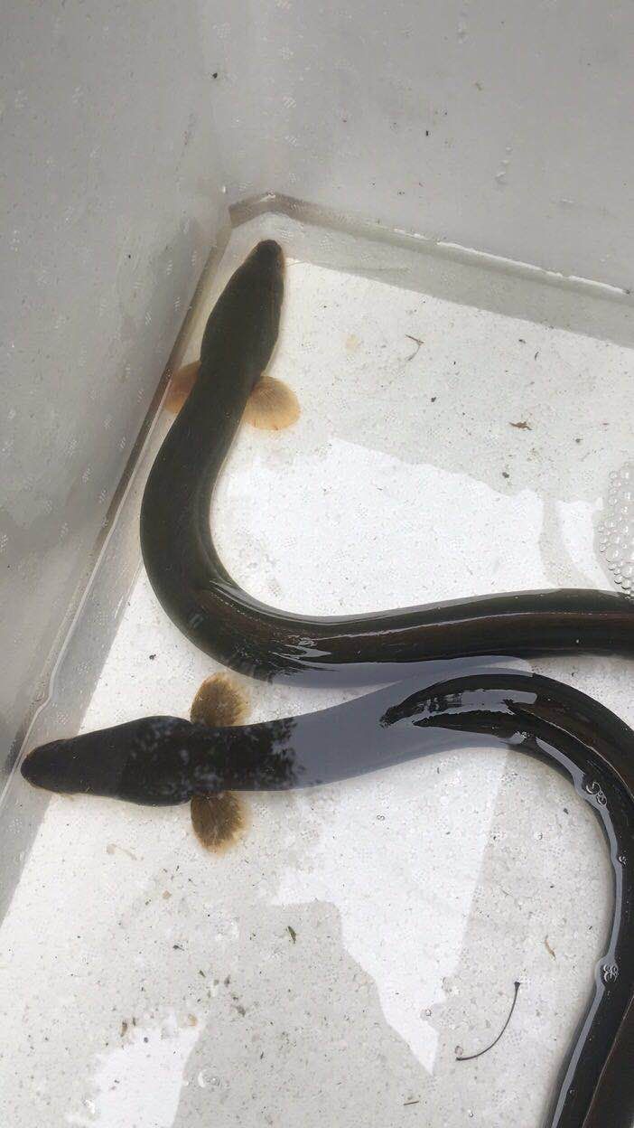 黄鳗 江鳗