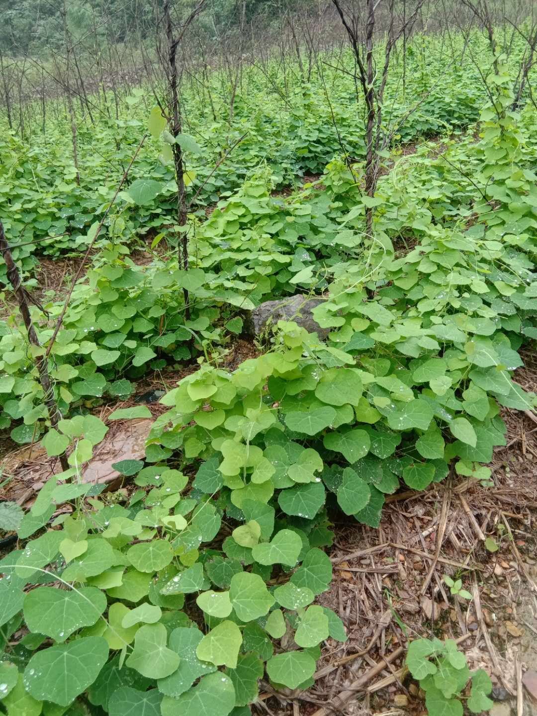 防己种子 供应优质粉防己种籽,质优价廉,欢迎来基地先参观后购买.