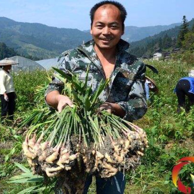 仔姜四川威远正宗反季节子姜竹根姜现挖现卖量大从优可长