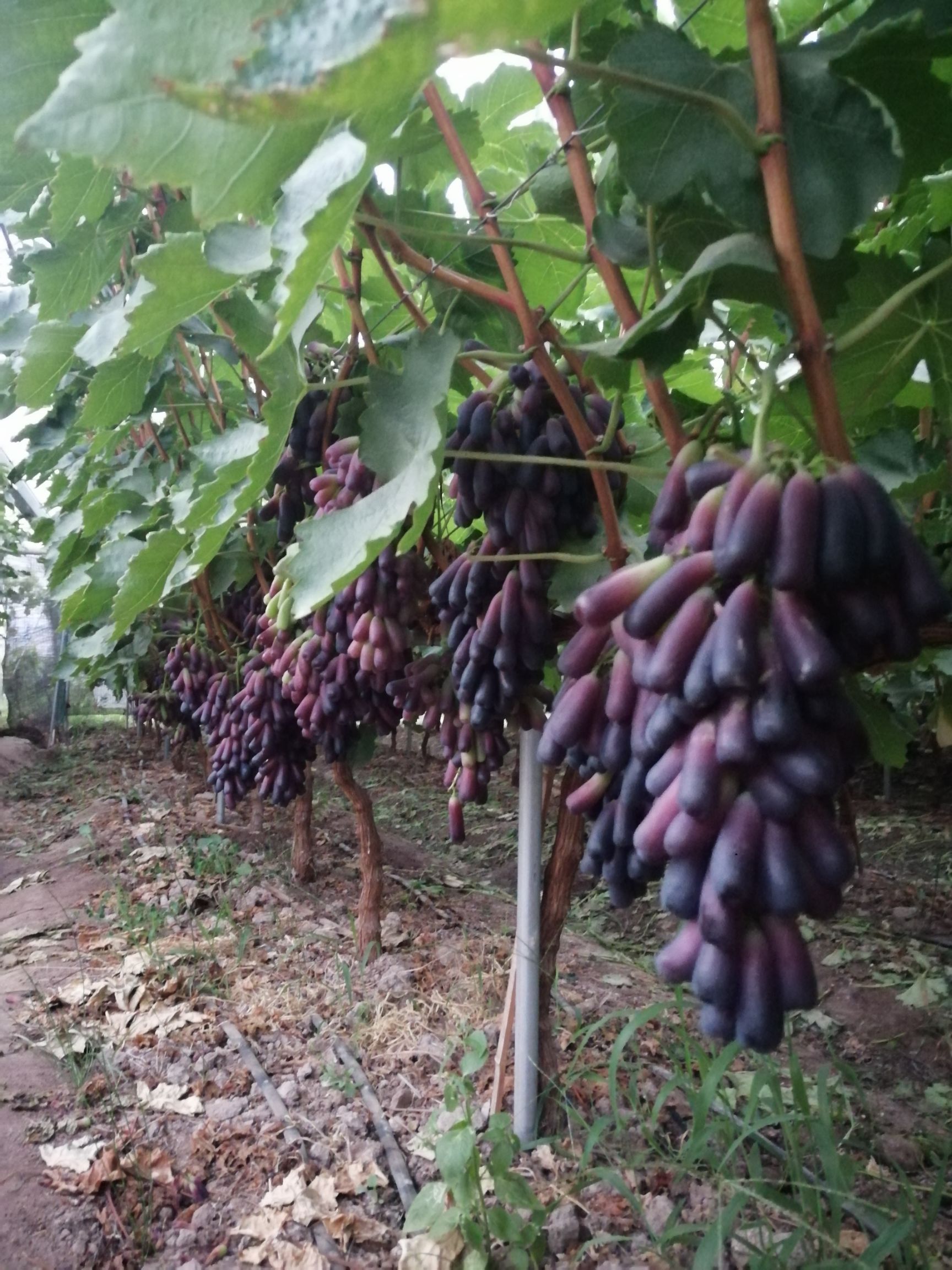 蓝宝石葡萄 蓝宝石大量上色,预购从速!