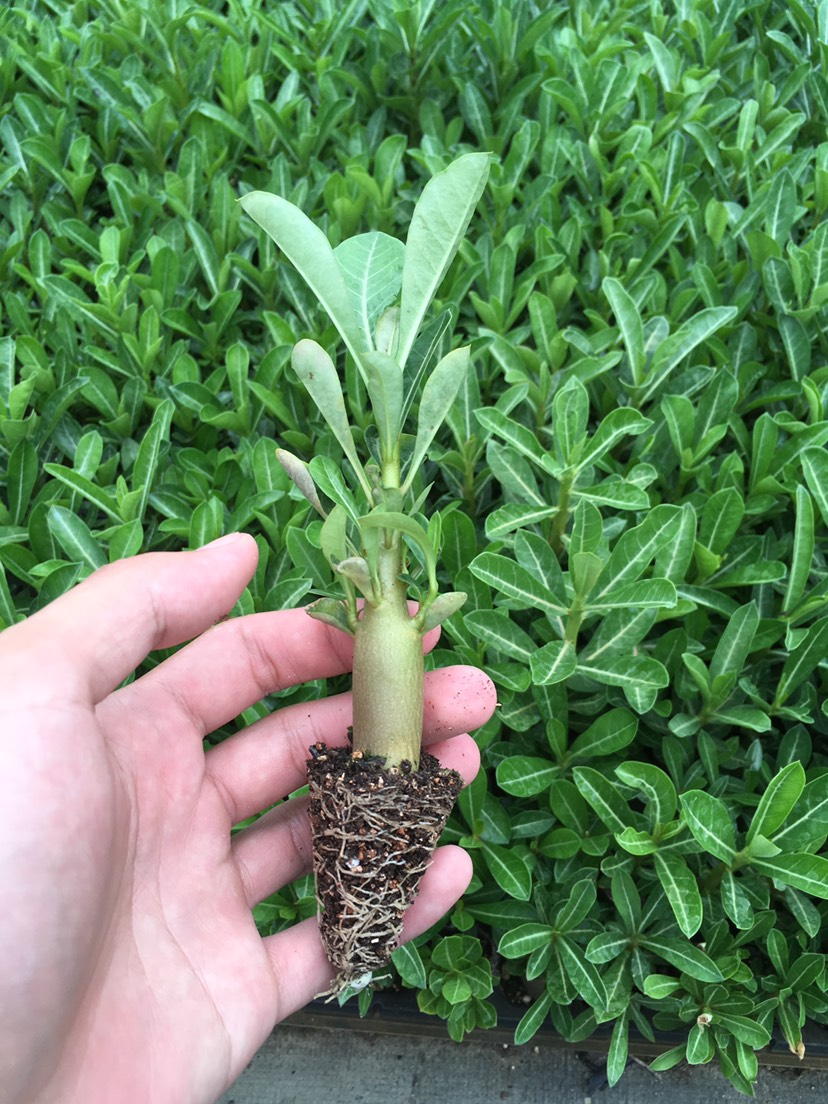 沙漠玫瑰穴盘苗