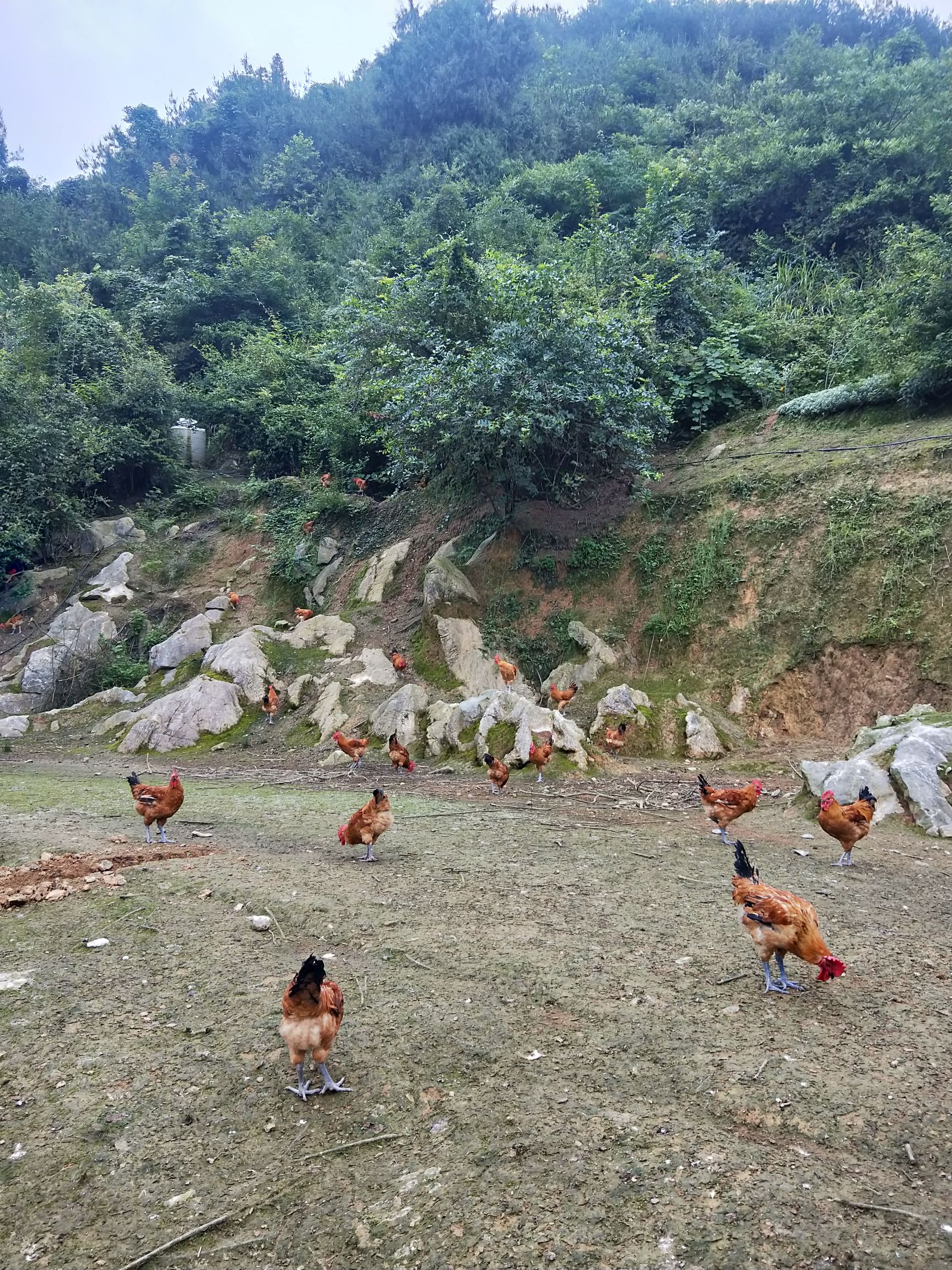 林下散养土鸡