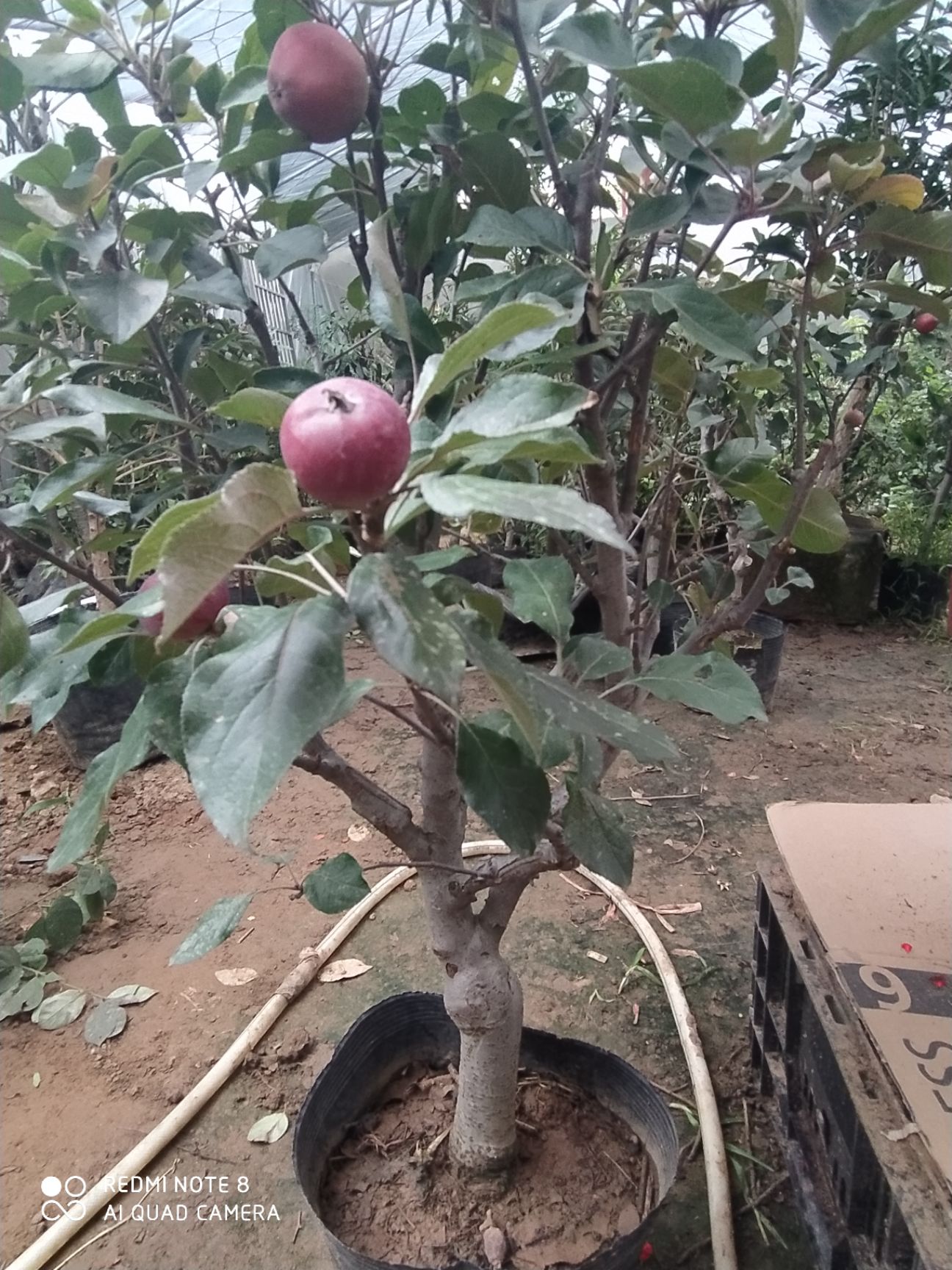 盆栽矮化苹果苹果盆栽带果红肉苹果