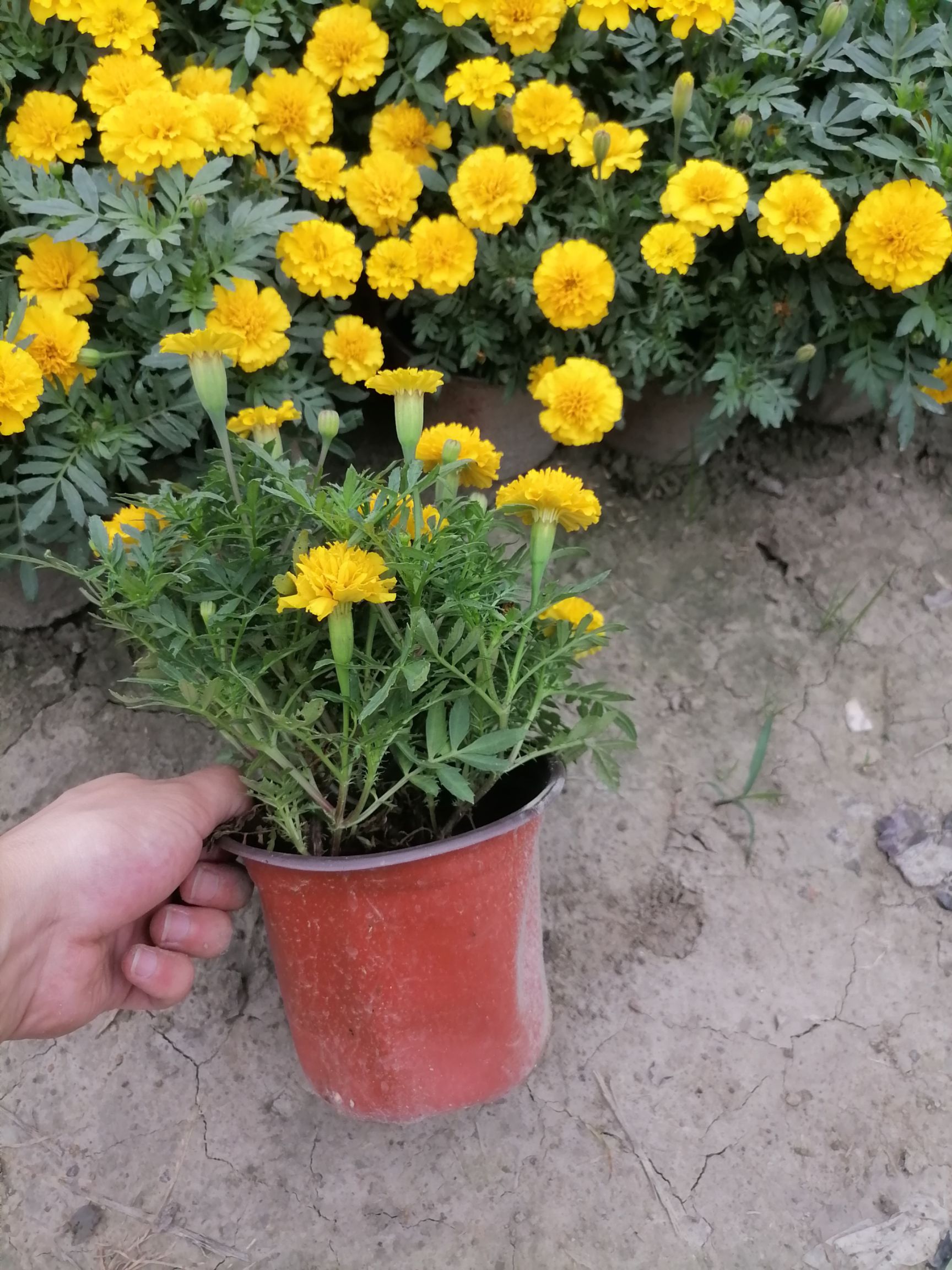 孔雀草 成都孔雀花