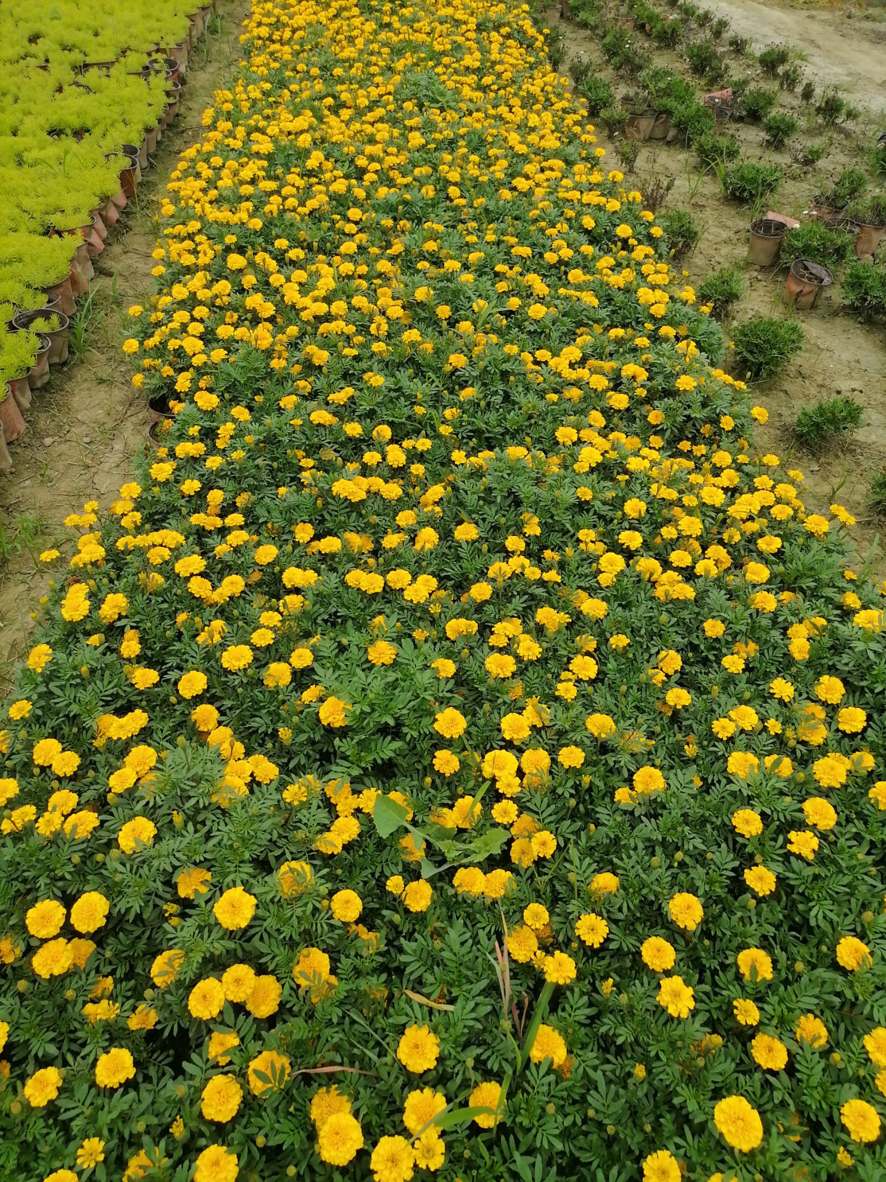 孔雀草 成都孔雀花