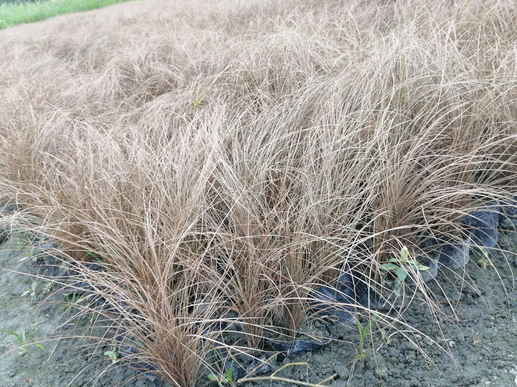 青苔成都郫都区棕红苔草