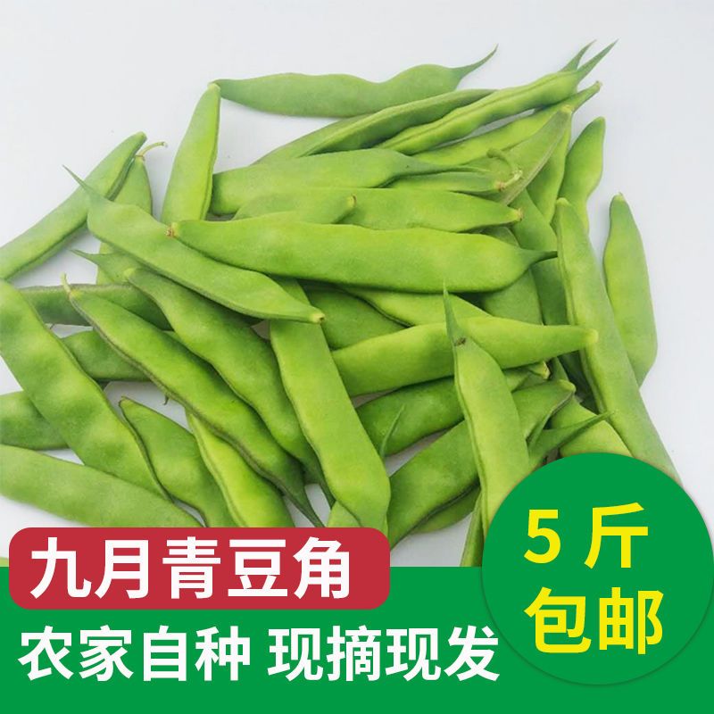 [油豆角批发]油豆角 特产东北油豆角青豆角九月青一点