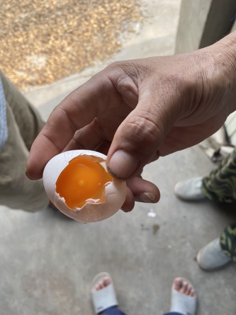 红心 鸡蛋 土鸡蛋 柴鸡蛋