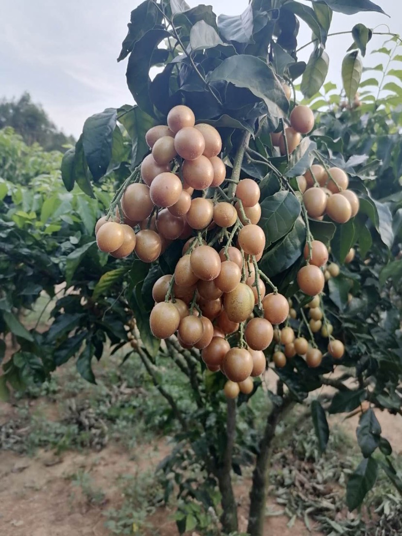 贵妃金蛋黄皮果,产量高,特大,特甜,特漂亮,贵妃原产地