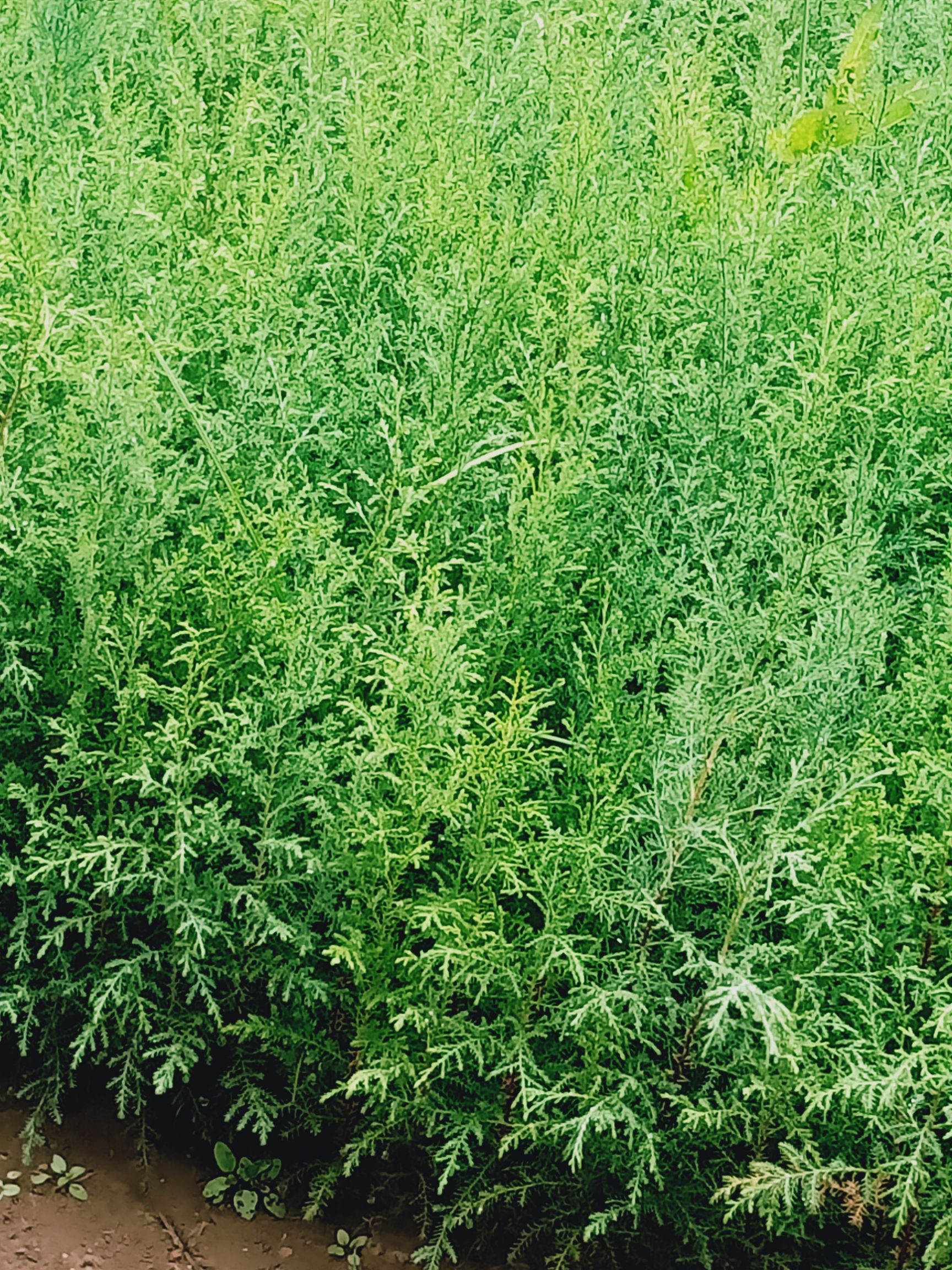 藏柏苗,圆柏树苗,柳杉,雪松,袋苗品质优良,种植树苗20余年