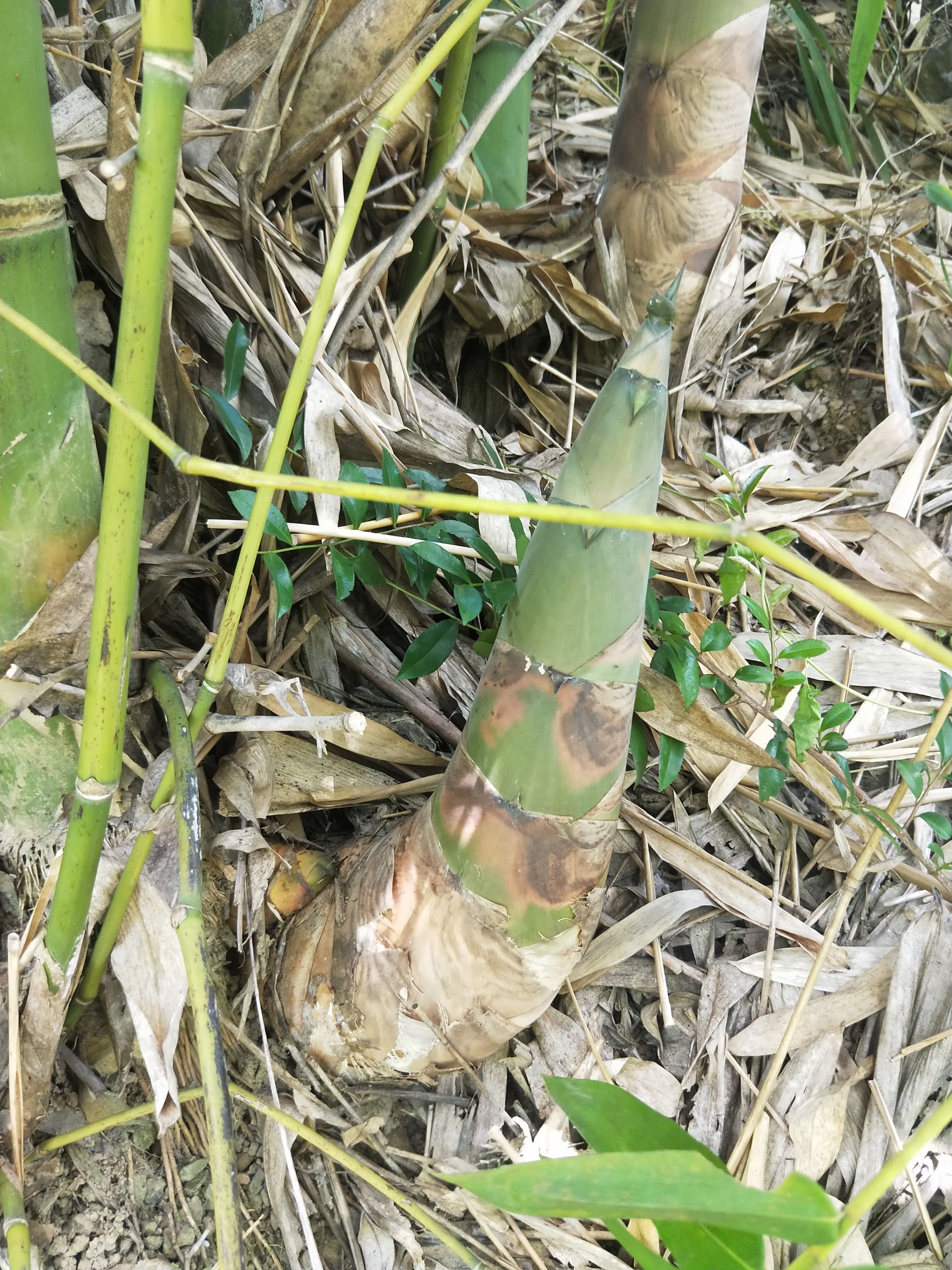 自己山上种的竹笋腌好了二万吨,寻找批发商,也可以合作