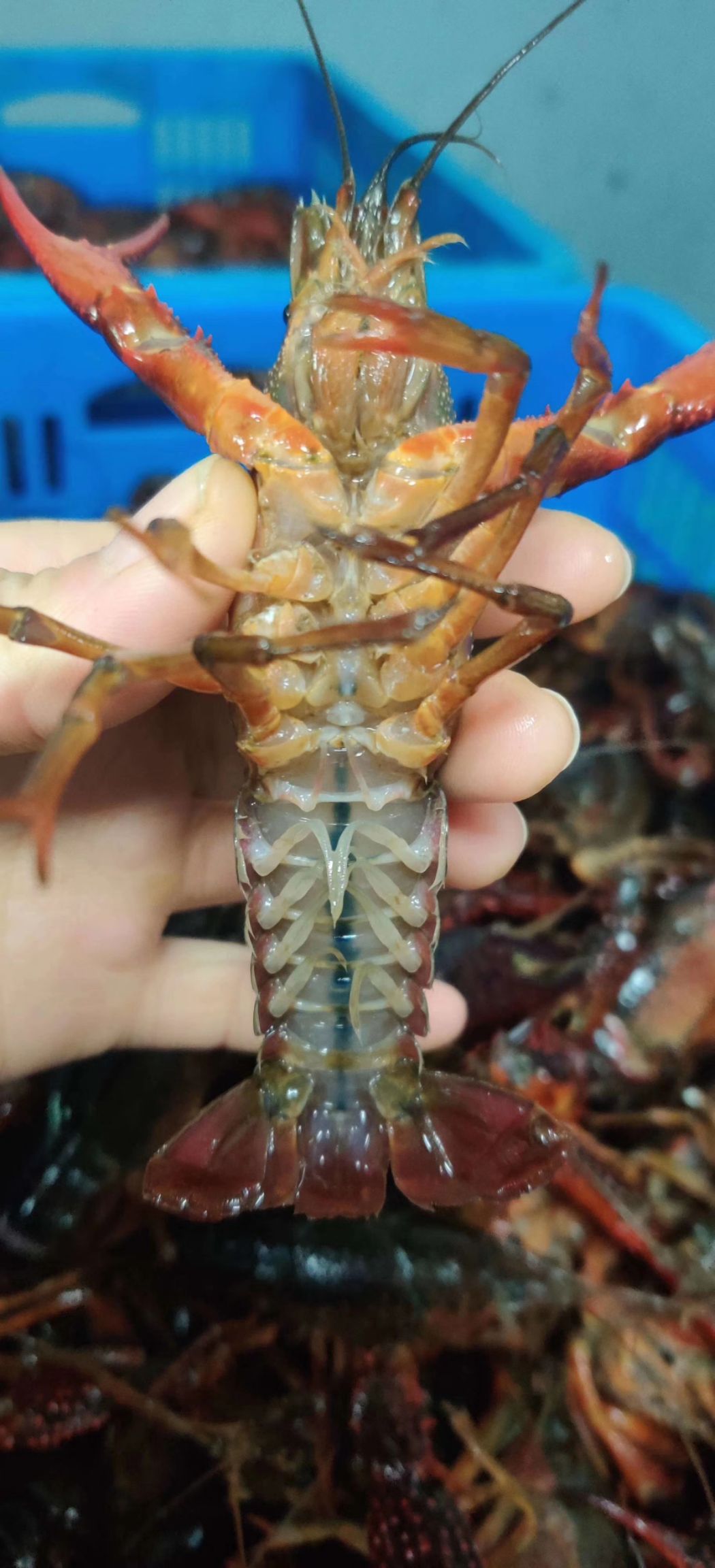 小龙虾 大青