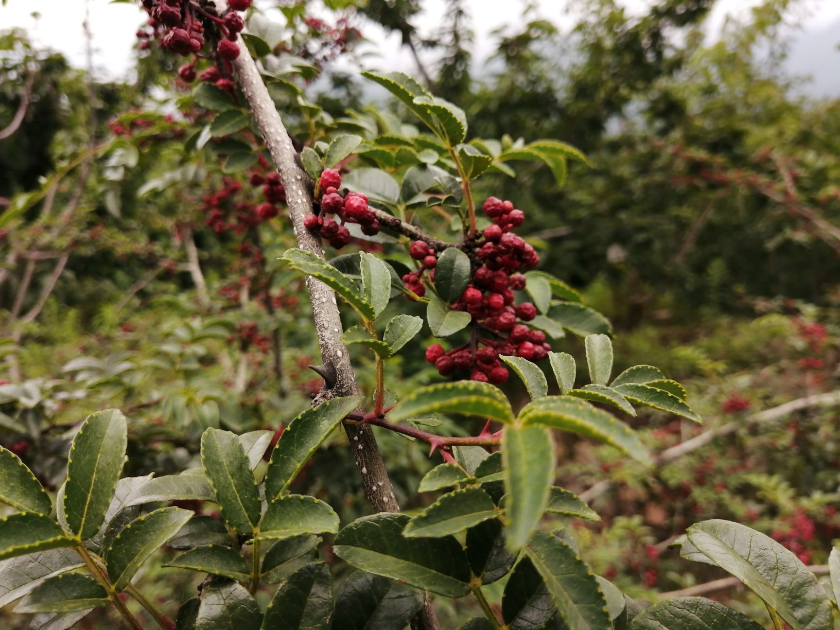 汉源花椒(贡椒)