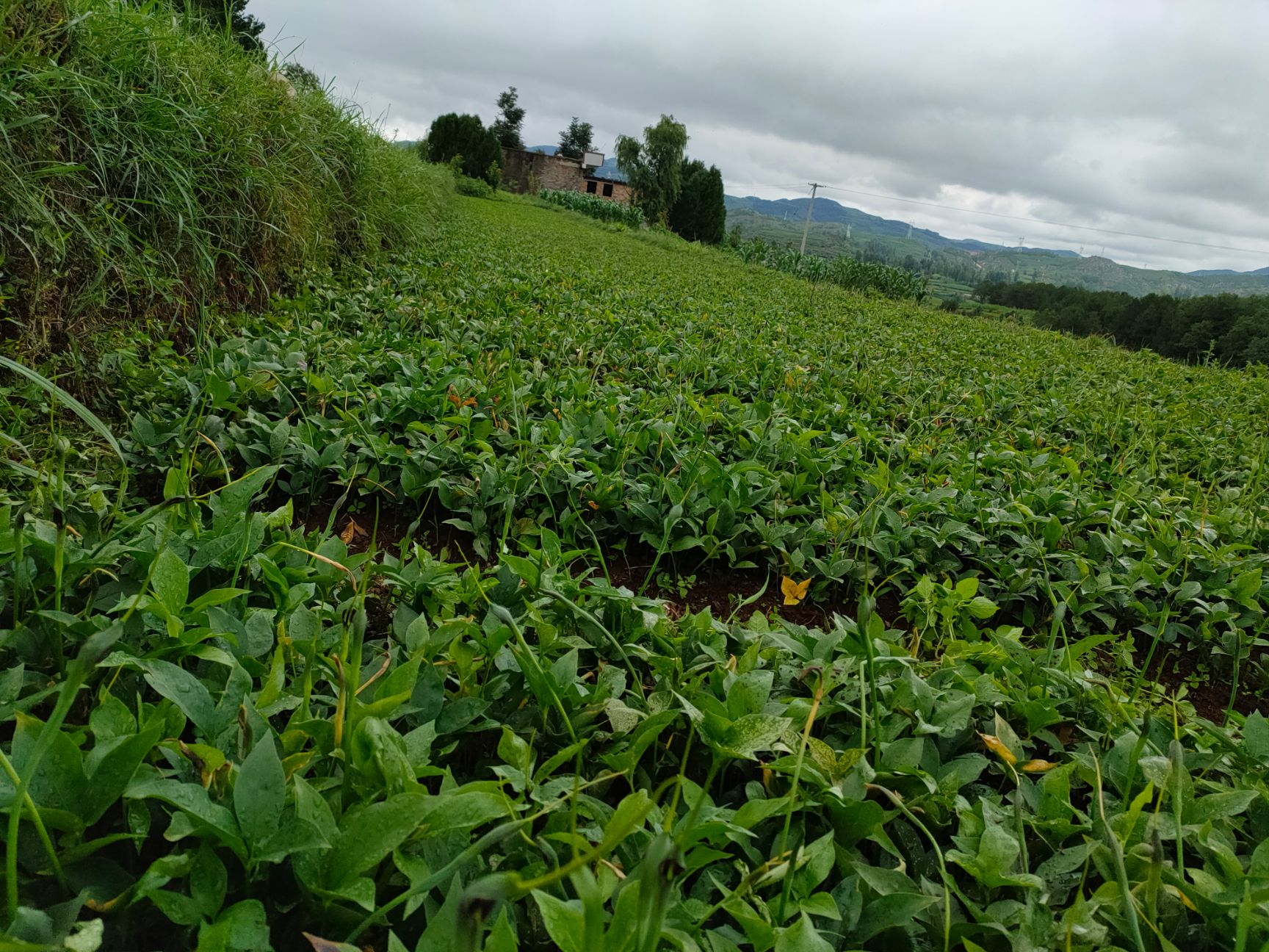 半夏种子 贵州半夏种植基地,常年出售培植一代 二代 三代种子