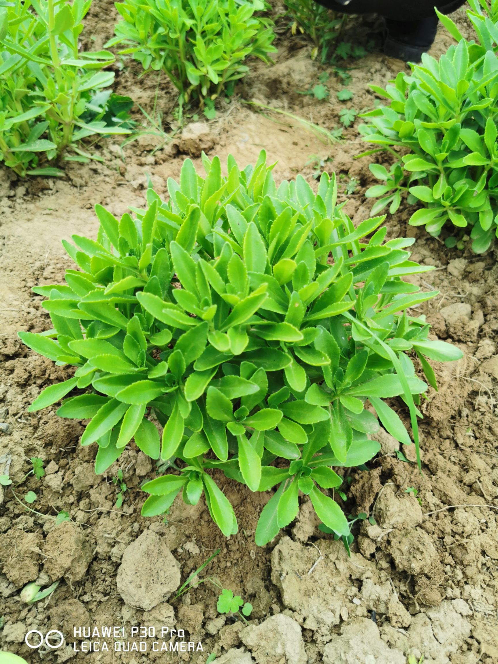 宽叶费菜 高钙养心菜,药食同源生