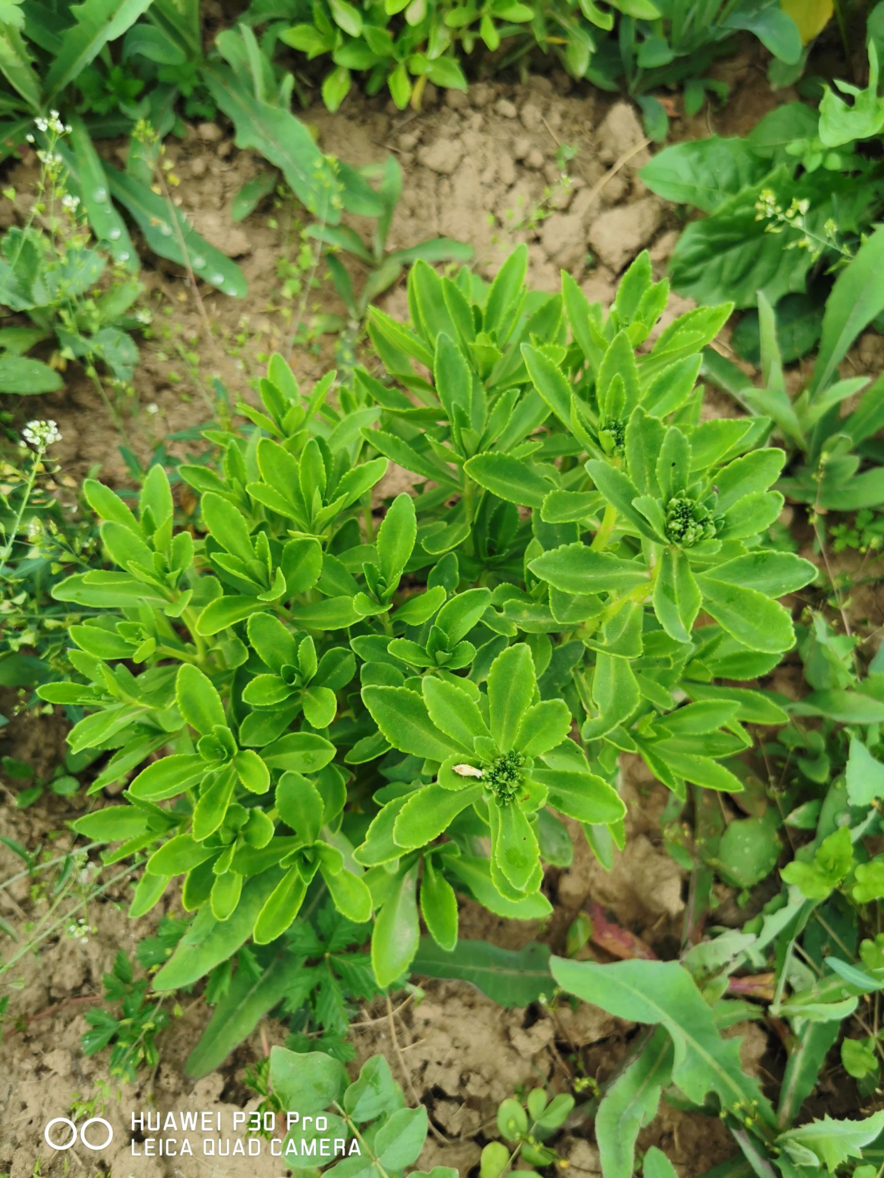 宽叶费菜 高钙养心菜,药食同源生