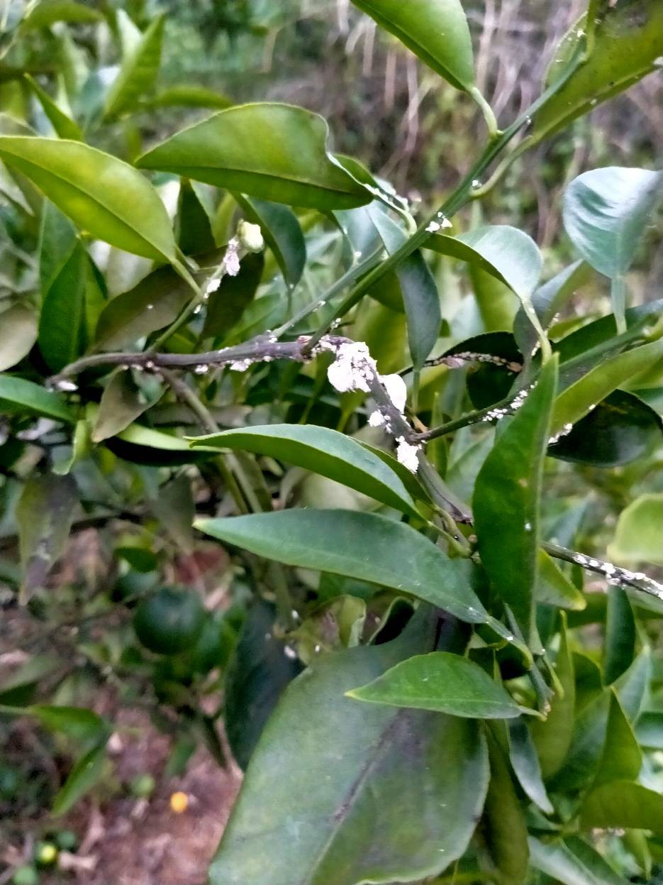 老师柑橘树上长了这个白色小虫是什么虫昨防治用什么药