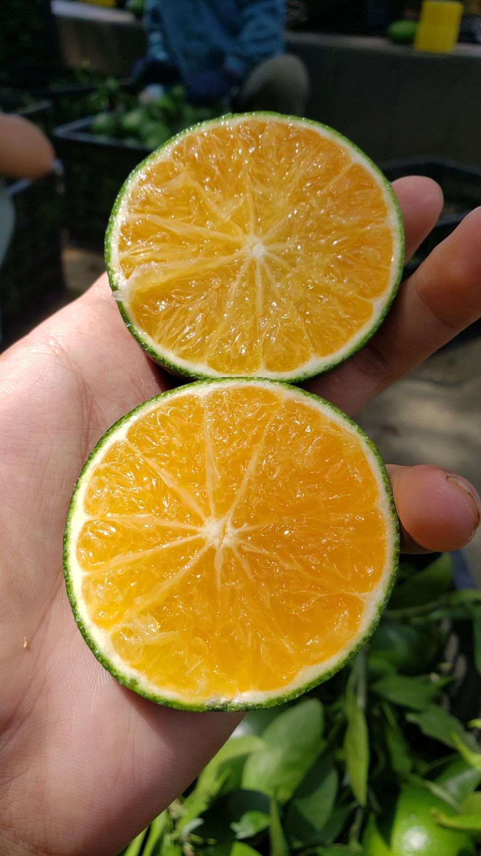 柑桔 特早普早温州蜜柑广西青皮柑橘