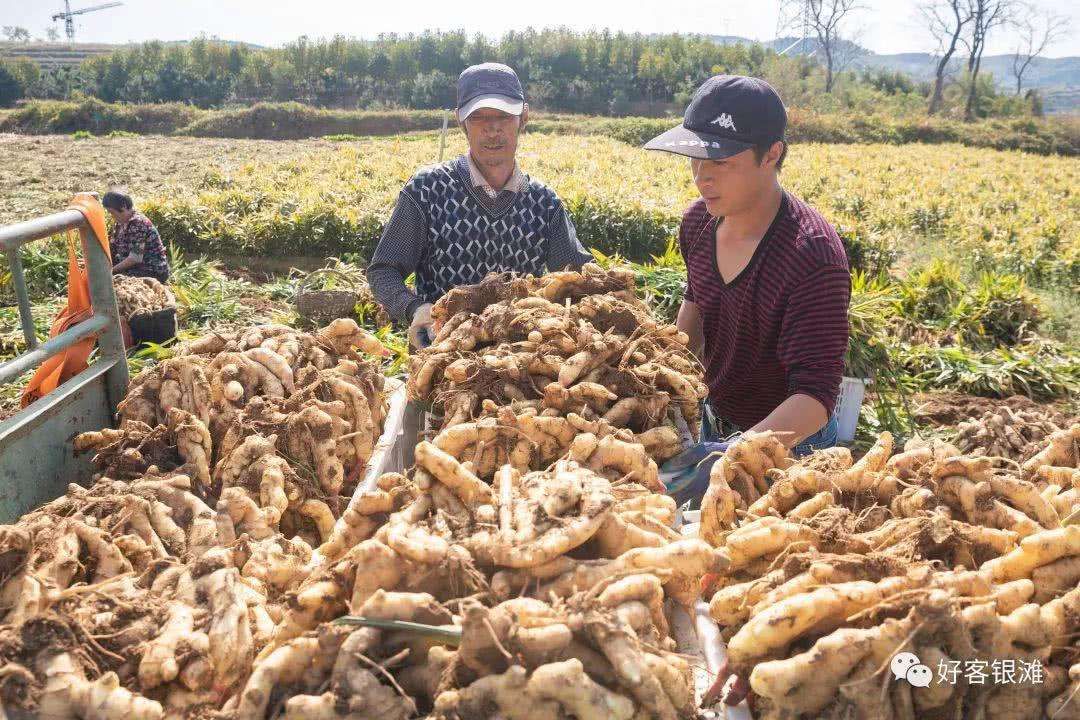 姜母威海乳山大黄姜欢迎各地批发商