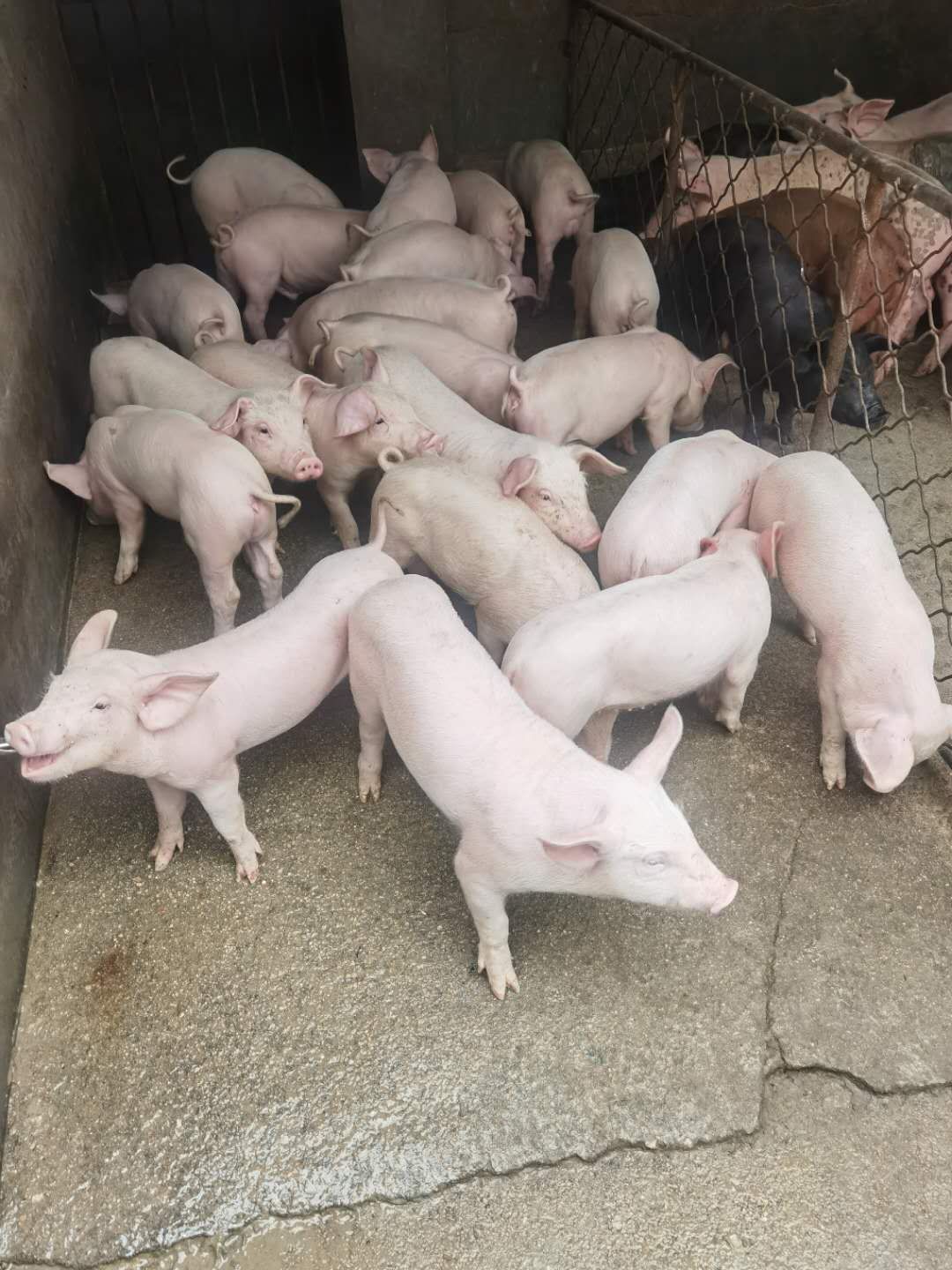 三元猪 大量供应优质育肥仔猪 猪崽 猪 母猪等货源充足 防疫到位