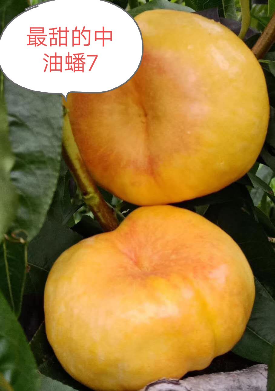 河南唐河县油蟠桃苗 中油蟠7-7蟠桃苗,传说神蟠7.